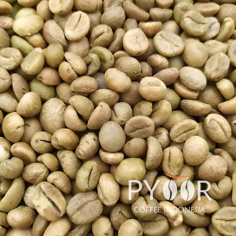 ACEH GAYO